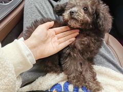 -翊宠yipet猫狗购宠庄园犬舍•猫舍