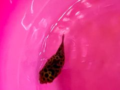 -华声天桥民俗文化园