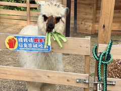 -珠海圆明新园