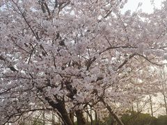 -高东镇樱花园