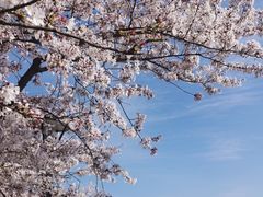 -高东镇樱花园
