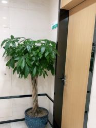 -雍禾植发