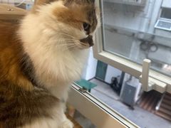 -是阿柴呀！柴犬咖啡·爱喵喵猫咖