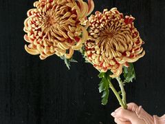 -植物学家的女儿(北马道巷店)