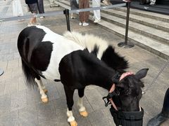 -深圳湾万象城(南山店)