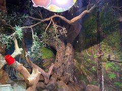-正佳雨林生态植物园