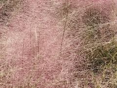 -映月湖中央公园
