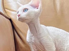 -70cat德文卷毛猫·缅因猫纯种猫舍