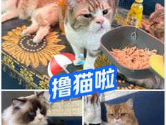 -平行世界·猫咖(首经贸店)