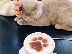小院拿铁-猫小院猫主题咖啡厅(北锣店)