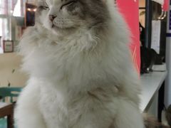 -猫小院猫主题餐厅(南锣旗舰店)