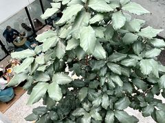 -大树餐厅(红旗街万达店)