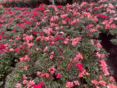 -龙大花卉苗木市场