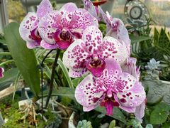 -南宫五洲植物乐园