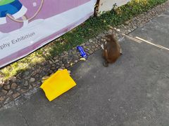 -南湾猴岛+椰田古寨一日游