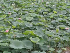 android_upload_pic-广西壮族自治区药用植物园