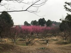 -秀丽东方