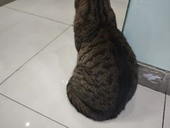 -纳吉亚猫专科动物医院博雅分院