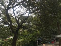 -普陀山风景区-佛顶山