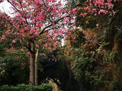 -金鸡山公园