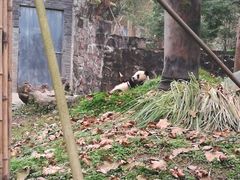 -都江堰中华大熊猫苑