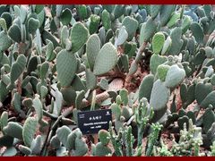 -深圳仙湖植物园-停车场