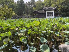 -无锡蠡湖国家湿地公园-蠡园