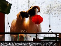-百草滩羊清水涮羊肉·清真·宁夏盐池滩羊(莲花桥店)