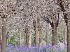 -上海共青森林公园