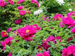 -国家植物园南园