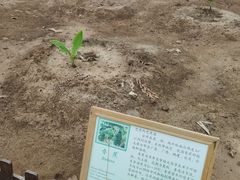 -上海都市菜园