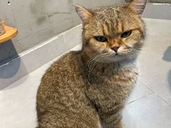 -Heymao猫咖.咖啡厅(东门店)