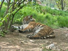 -栾川竹海野生动物园