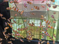 -青石桥花鸟鱼虫市场(叠翠城店)