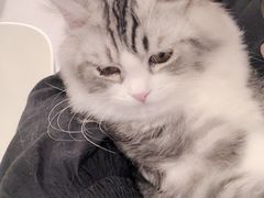 -飞行喵MR PILOT|猫舍·猫咖(静安大融城店)