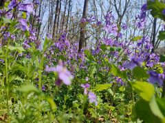 -上海共青森林公园