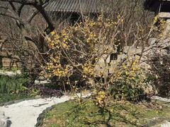 -无锡梅园公园
