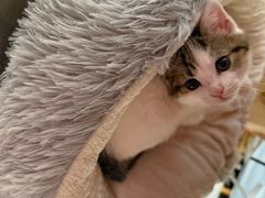 -宠颐生汉谟拉比宠物医院