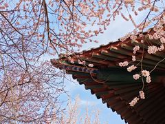 -桃花堤公园