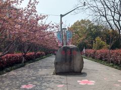 -高东镇樱花园