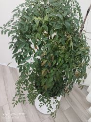 -HEYAN荷妍专业脱毛连锁机构