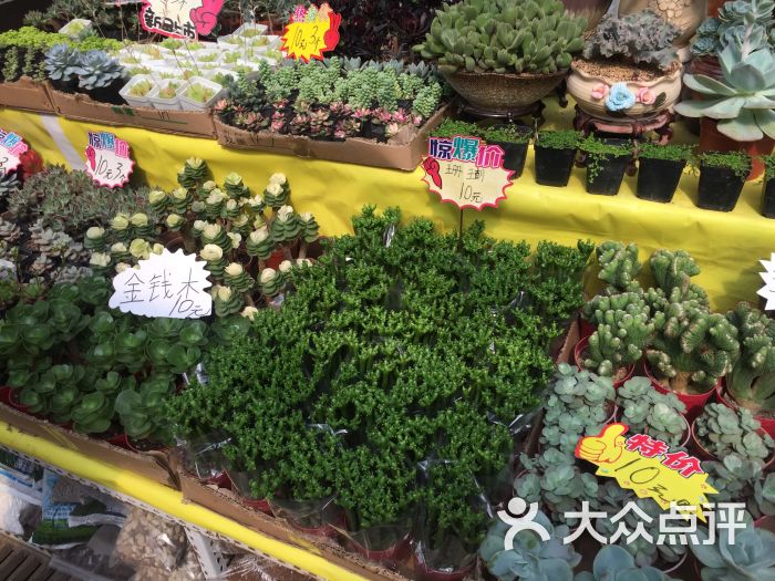 雁锦花卉市场图片