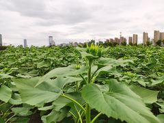 -映月湖中央公园
