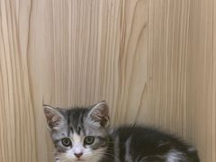 -屋虎猫馆(宝安大仟里店)