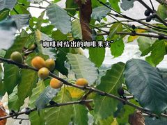 -豆舞咖啡(民乐路店)