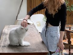 -喵屿·大理花园猫咖