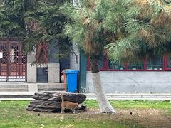 -护国法轮寺
