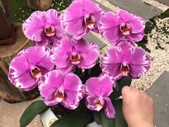 -中国科学院华南植物园