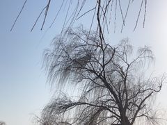 -大兴滨河森林公园