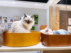 -藏猫猫咖啡主题馆(中央大道店)